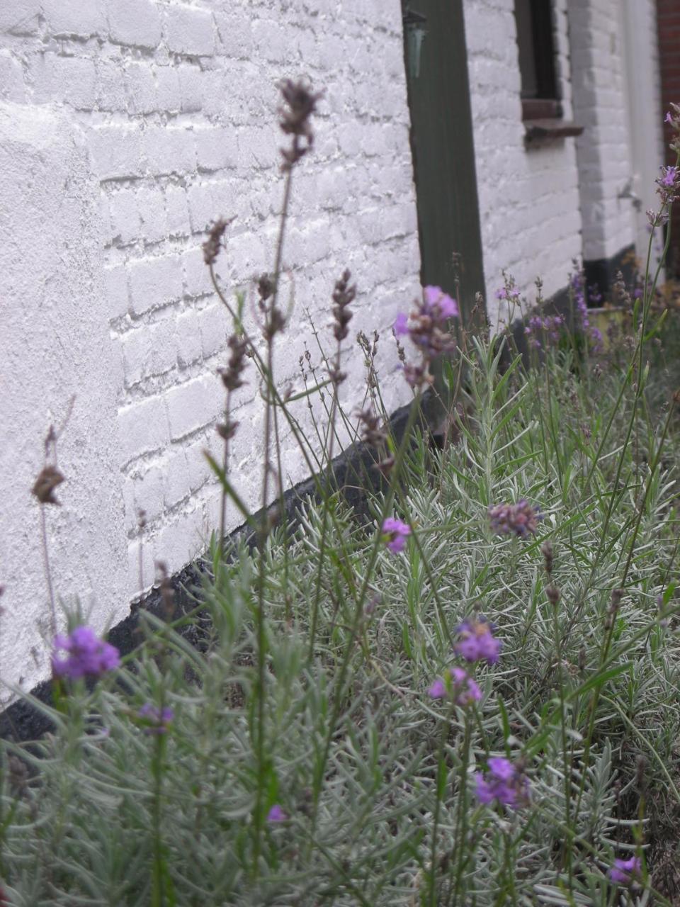 Wanroij Het Aambeeld B&B 외부 사진